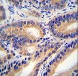 Polyclonal Rabbit anti-Human HSD11B1L Antibody (aa256-283, IHC, IF, WB)