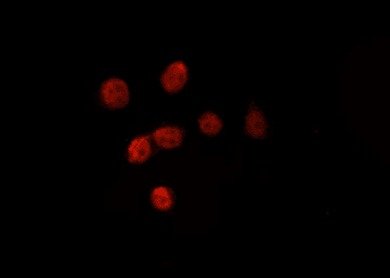 Histone H4 Antibody
