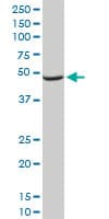 NDUFA9 Antibody (clone 3D7)