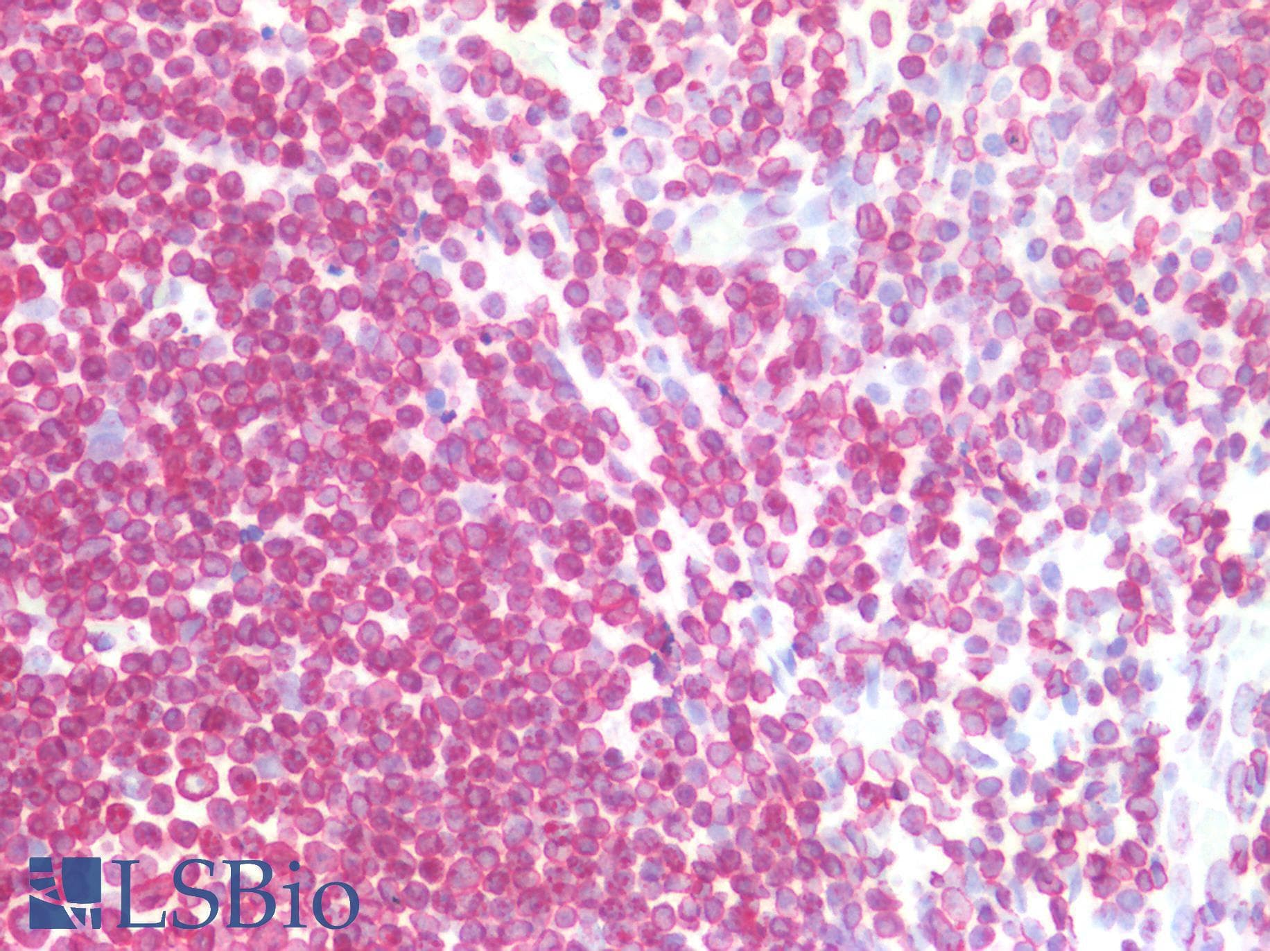 PathPlus™ Polyclonal Rabbit anti-Human LMNB1 / Lamin B1 Antibody (IHC, WB)
