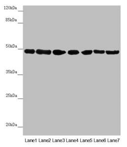 QCR2 / UQCRC2 Antibody