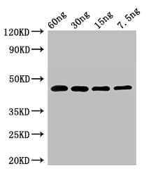 Polyclonal Rabbit anti-Saccharomyces cerevisiae Exopolyphosphatase Antibody (WB)