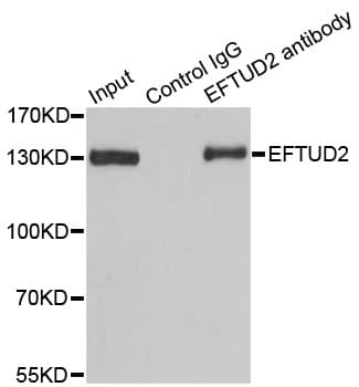 EFTUD2 Antibody