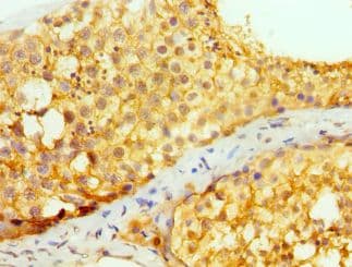 PRND / DOPPEL Antibody (aa20-160)