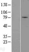 ZNF45 Protein (Over-Expression Lysate Myc-DDK (Flag))