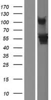 HARS Protein (Over-Expression Lysate Myc-DDK (Flag))