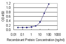 MTRPOL / POLRMT Antibody (clone 3D9)