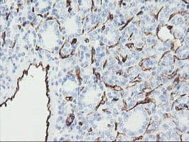 PECAM-1 / CD31 Antibody (clone OTI1B10)