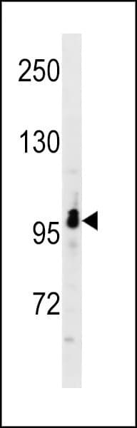 SNX29 / RUNDC2A Antibody (aa259-287)
