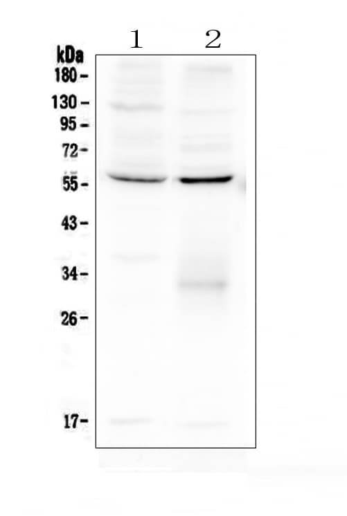 ERGIC-53 / LMAN1 Antibody