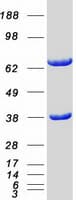 Human CDC37L1 Protein (Recombinant Myc-DDK (Flag))
