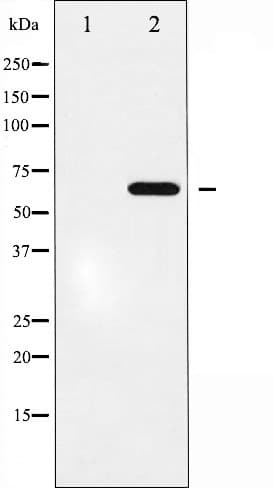 EPOR / EPO Receptor Antibody