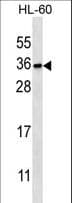 PITPNB Antibody (aa226-254)