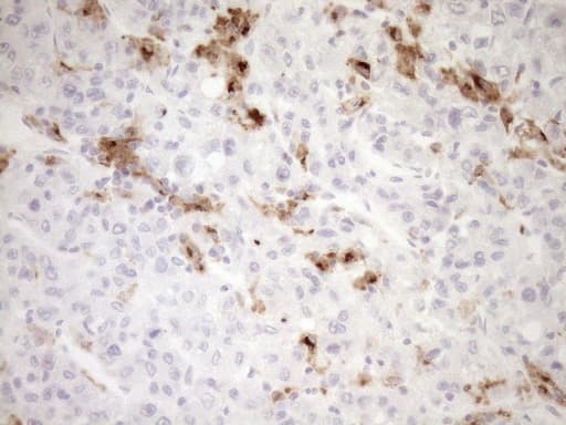 GPNMB / Osteoactivin Antibody (clone OTI2A10, Carrier-free)