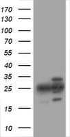 PSMA2 Antibody (aa50-234, clone OTI3E2, Carrier-free)