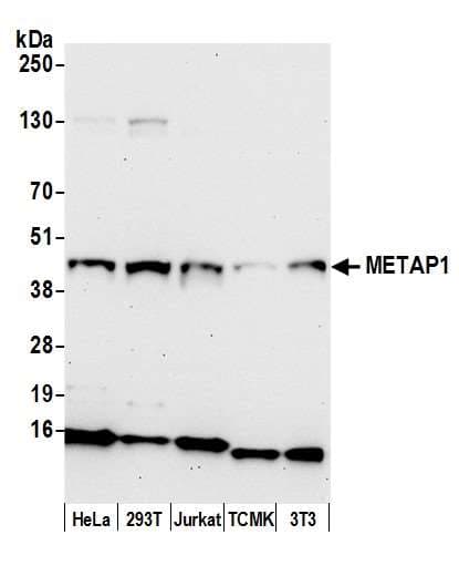 METAP1 Antibody (aa336-386)