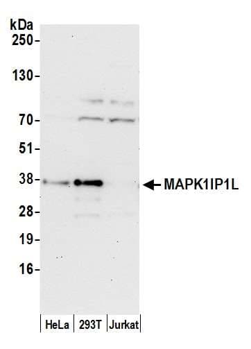 MAPK1IP1L Antibody (aa195-245)