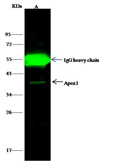 APEX1 / APE1 Antibody (Preservative Free)