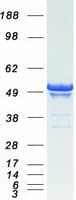 Human PLIN3 / M6PRBP1 / TIP47 Protein (Recombinant Myc-DDK (Flag))