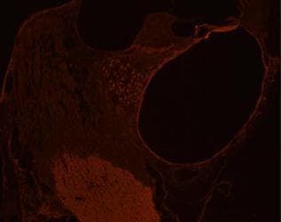 SLC2A10 / GLUT10 Antibody (aa367-385)