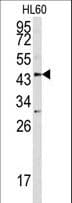 ASPN / Asporin Antibody (aa242-269)