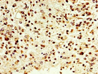 Polyclonal Rabbit anti-Human DAO / D Amino Acid Oxidase Antibody (aa1-347, IHC)