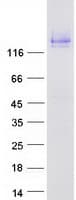 Human CDHR5 / MUCDHL Protein (Recombinant Myc-DDK (Flag))