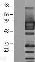 PUF60 Protein (Over-Expression Lysate Myc-DDK (Flag))