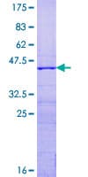 Human RPS15 / Ribosomal Protein S15 (Recombinant GST)