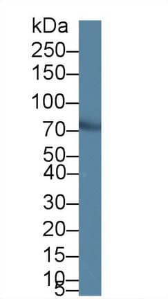 PIDD1 Antibody (aa666-915, APC)