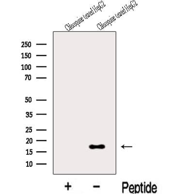 MAP1LC3C / LC3C Antibody