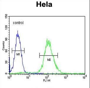 CCNG1 / Cyclin G1 Antibody (aa20-53)