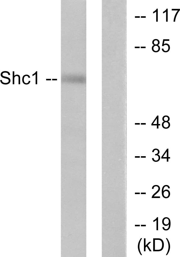 p66 / SHC Antibody (aa393-442)