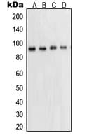 Polyclonal Rabbit anti-Human STAT5A Antibody (Internal, IF, WB)