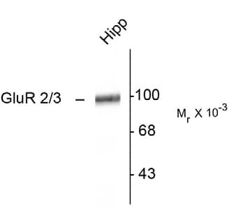 GLUR2 + GLUR3 Antibody (C-Terminus)