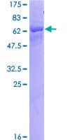 Human KIR2DL3 / CD152B2 Protein (Recombinant GST)