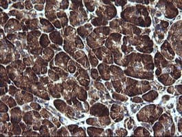ARMC1 Antibody (clone OTI1D10)