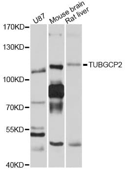 Polyclonal Rabbit anti-Human TUBGCP2 / GCP2 Antibody (WB)