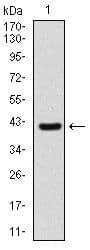 Monoclonal Mouse anti-Human SHH / Sonic Hedgehog Antibody (clone 5H4, Amino Acid: 26-161, IHC, WB)