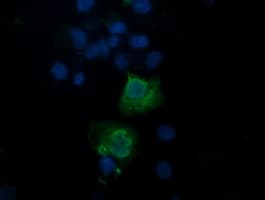 TRAPPC4 / Synbindin Antibody (clone OTI2E1)