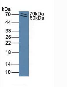 SELPLG / PSGL-1 / CD162 Antibody (aa94-345, PE)