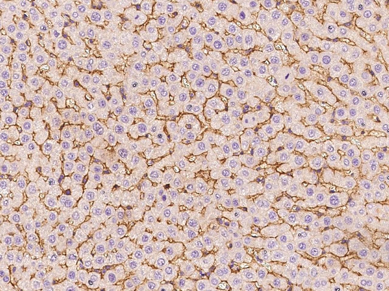 ICAM-1 / CD54 Antibody (clone 15, Preservative Free)