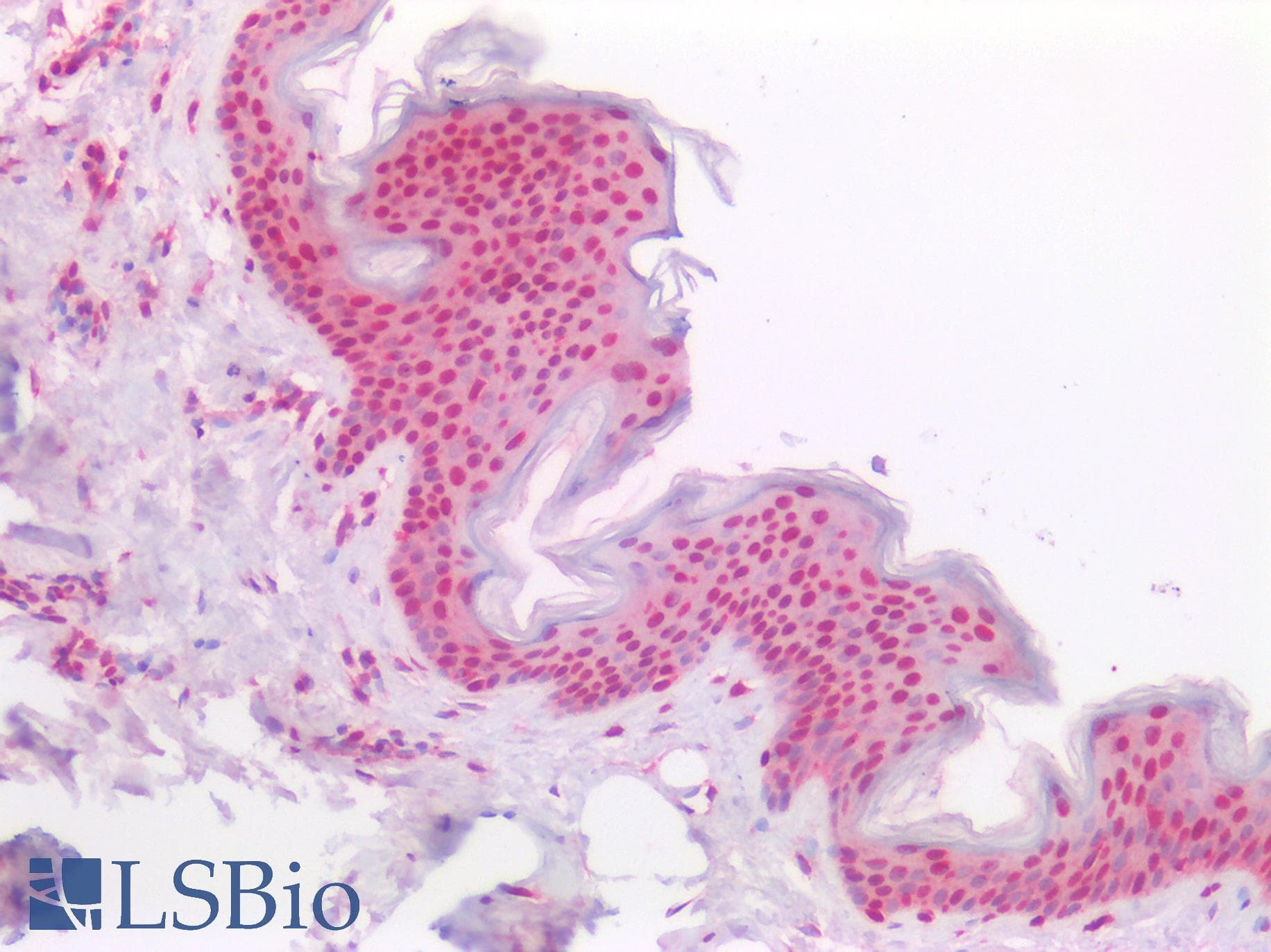 PathPlus™ BCL10 / BCL-10 Antibody (aa111-160)