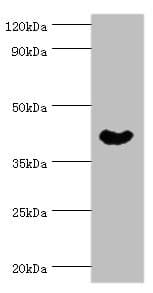 NCK1 / NCK Antibody (aa58-377)