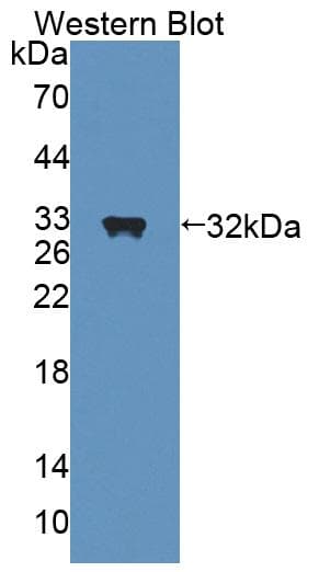 NR0B2 Antibody (aa1-260)