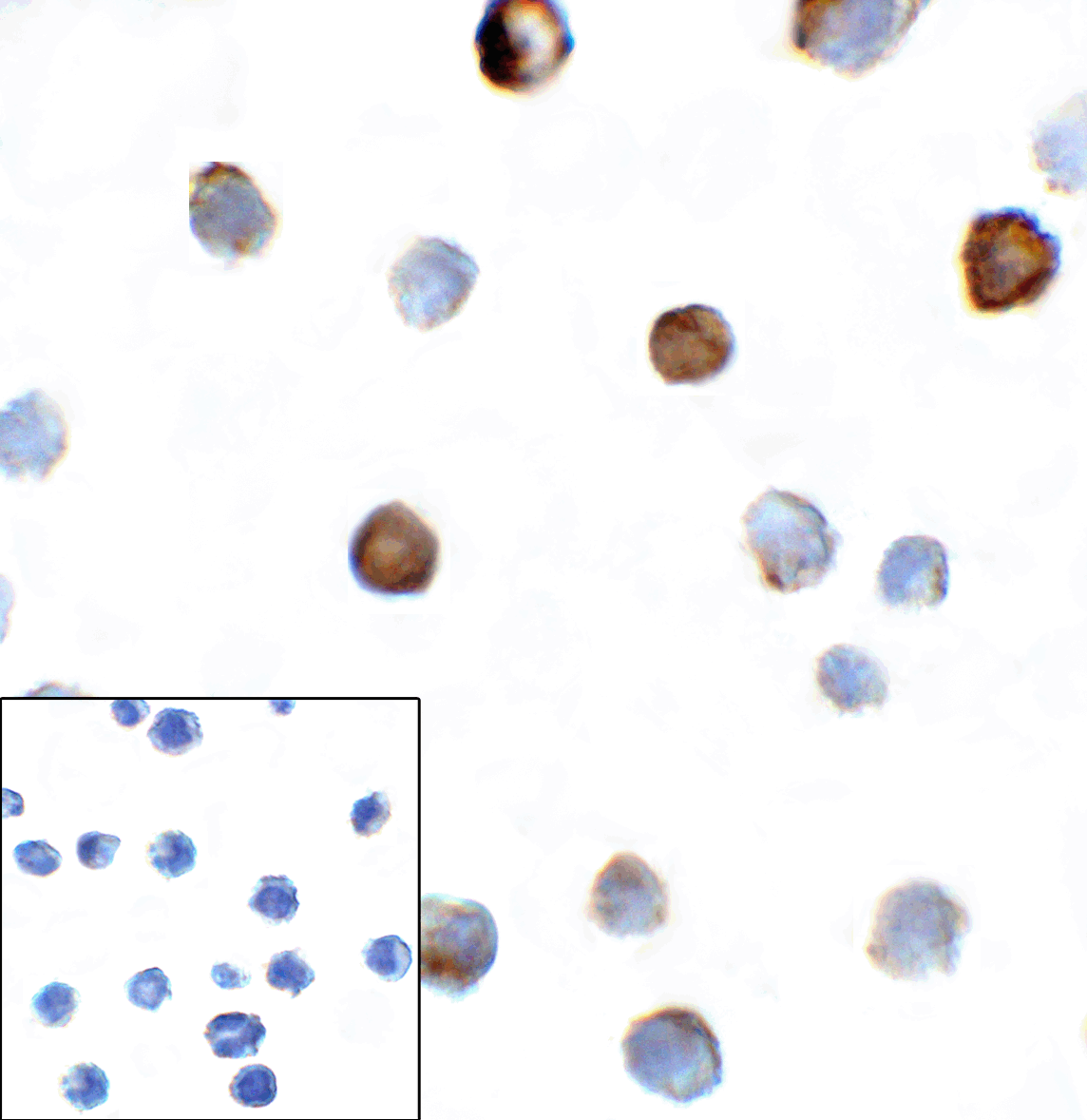 TIGIT Antibody (clone 4A10)