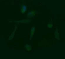 Monoclonal Mouse anti-Human LZIC Antibody (clone OTI4E6, IF, WB)