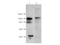 HDAC7 Antibody (N-Terminus)