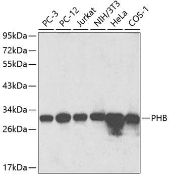 PHB / Prohibitin Antibody