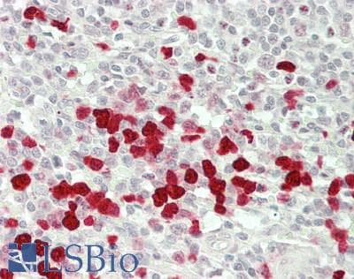 IHC-plus™ MARK4 Antibody (Internal)